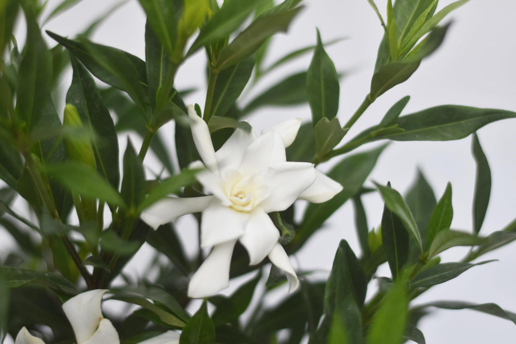 Frostproof Gardenia 1 Gallon L1992