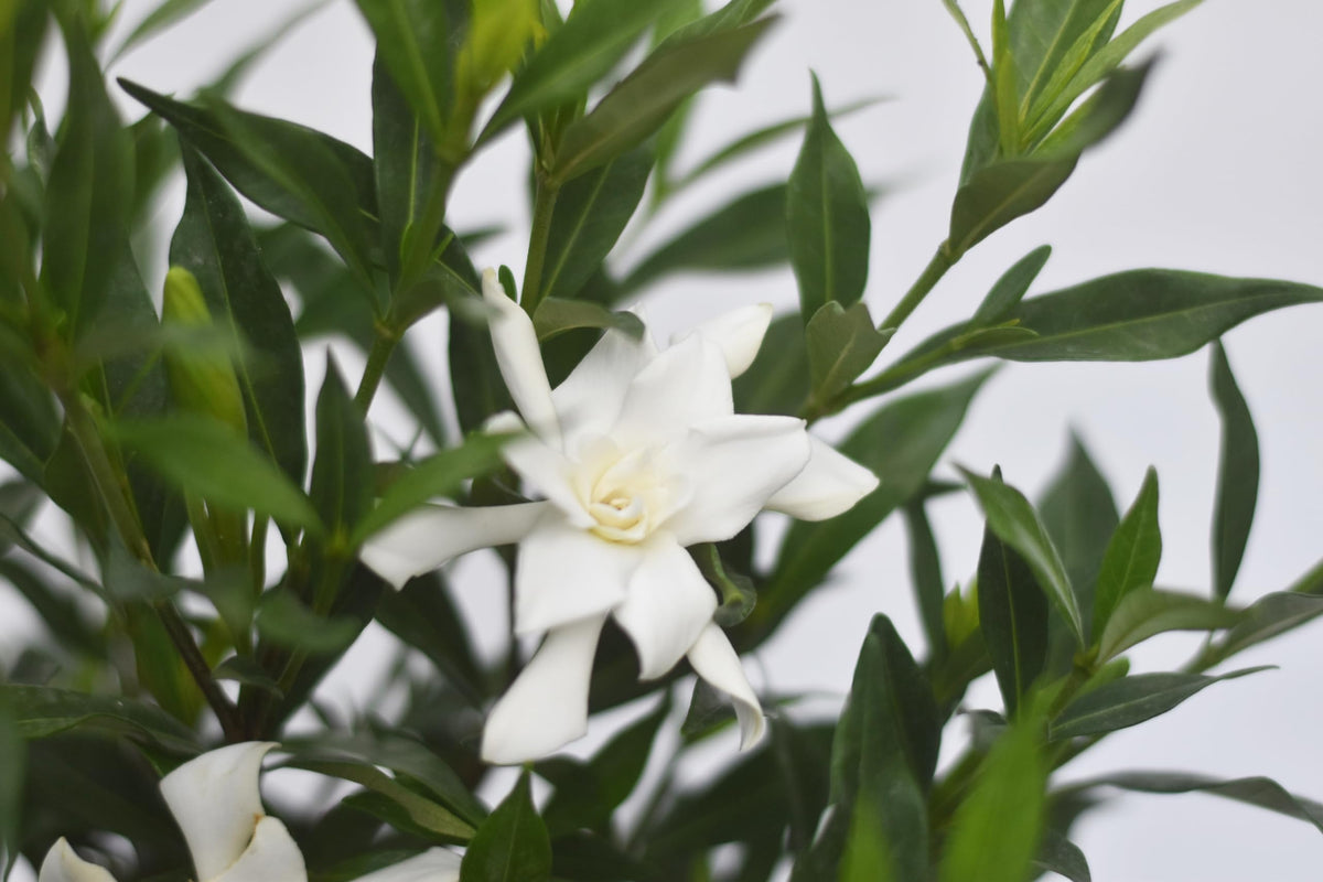 Frostproof Gardenia 1 Gallon L1992