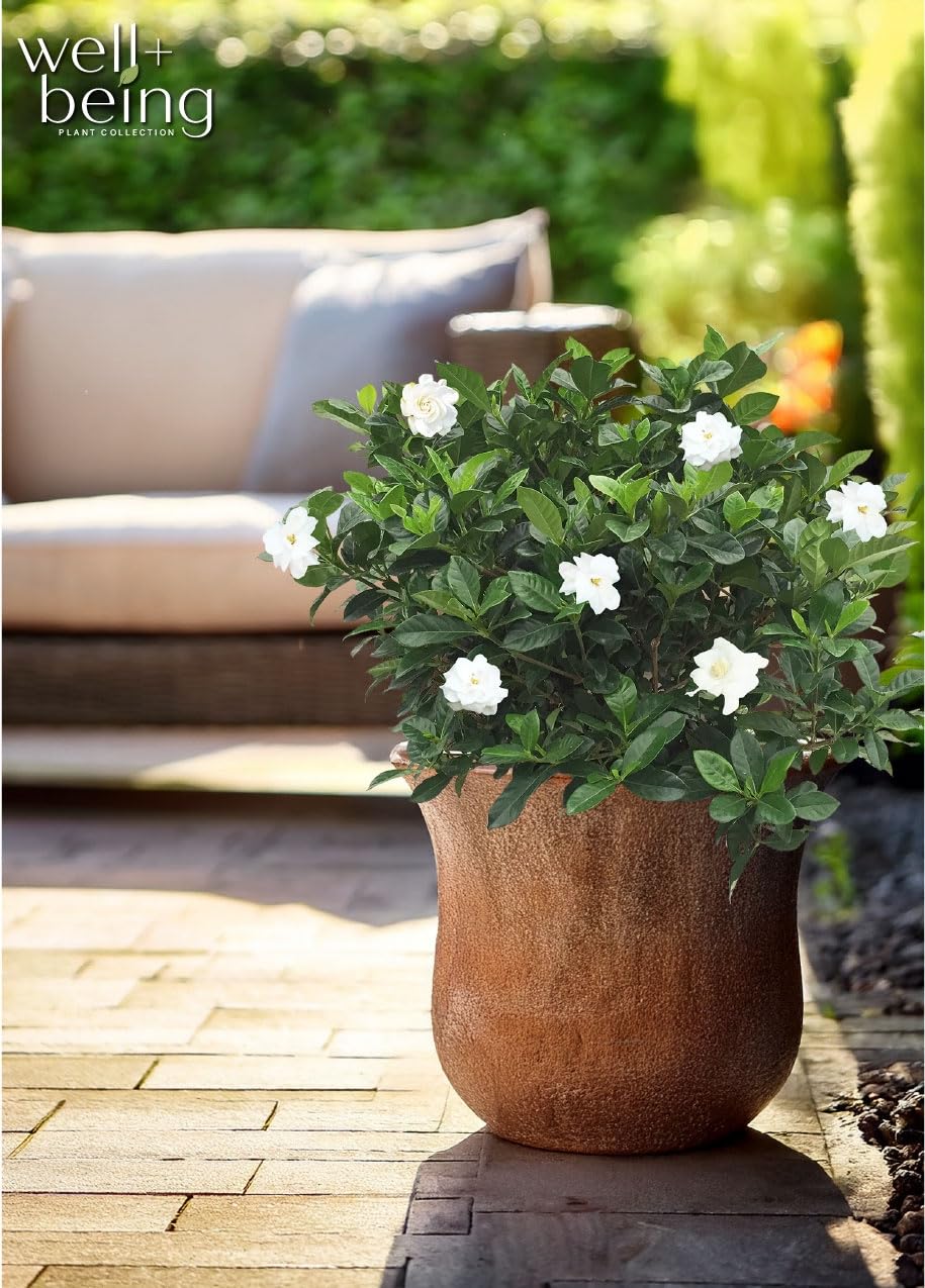 Gardenia Veitchii Live Shrub 25-30in Tall Z89188