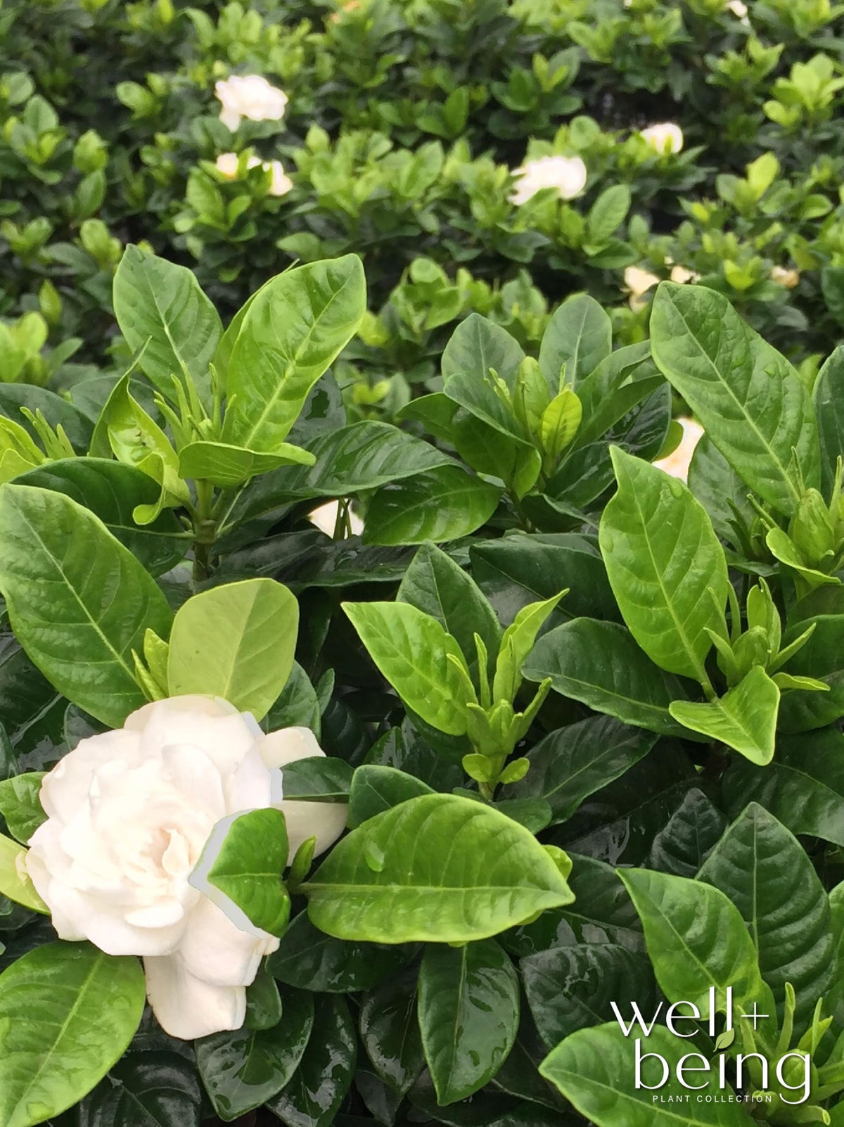 Gardenia Veitchii Live Shrub 25-30in Tall Z89188