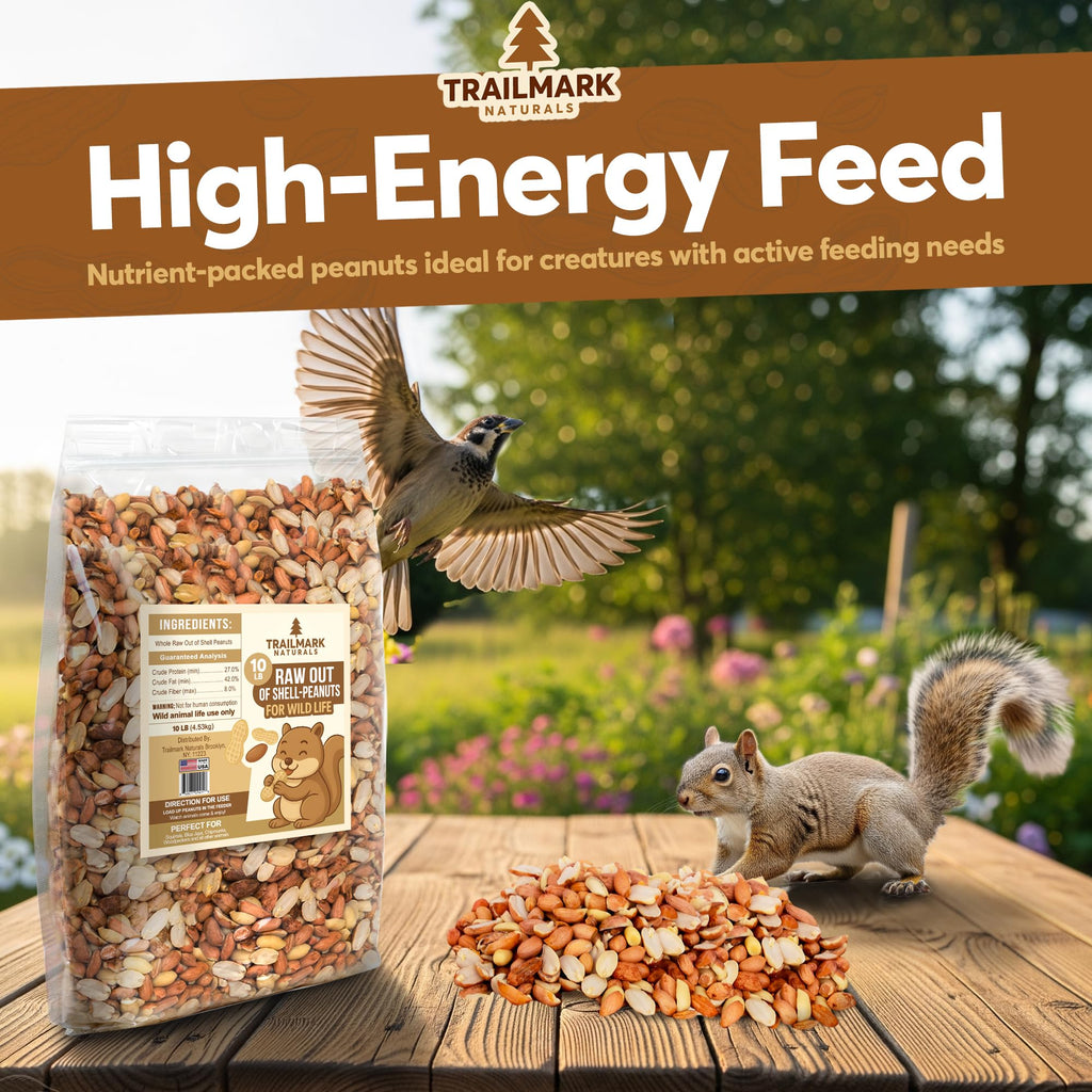 Raw Shelled Peanuts I2711