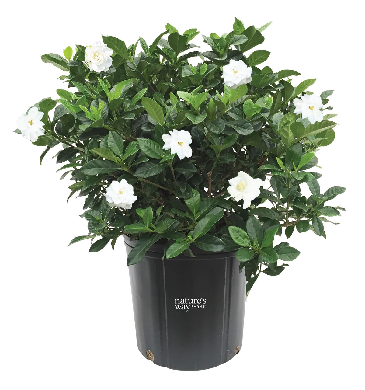 Gardenia Veitchii Live Shrub 25-30in Tall Z89188