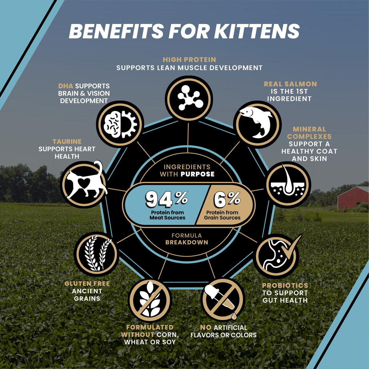 High Protein Salmon Recipe for Kittens, 5lb H961