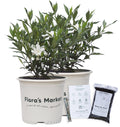 Frostproof Gardenia 1 Gallon L1992