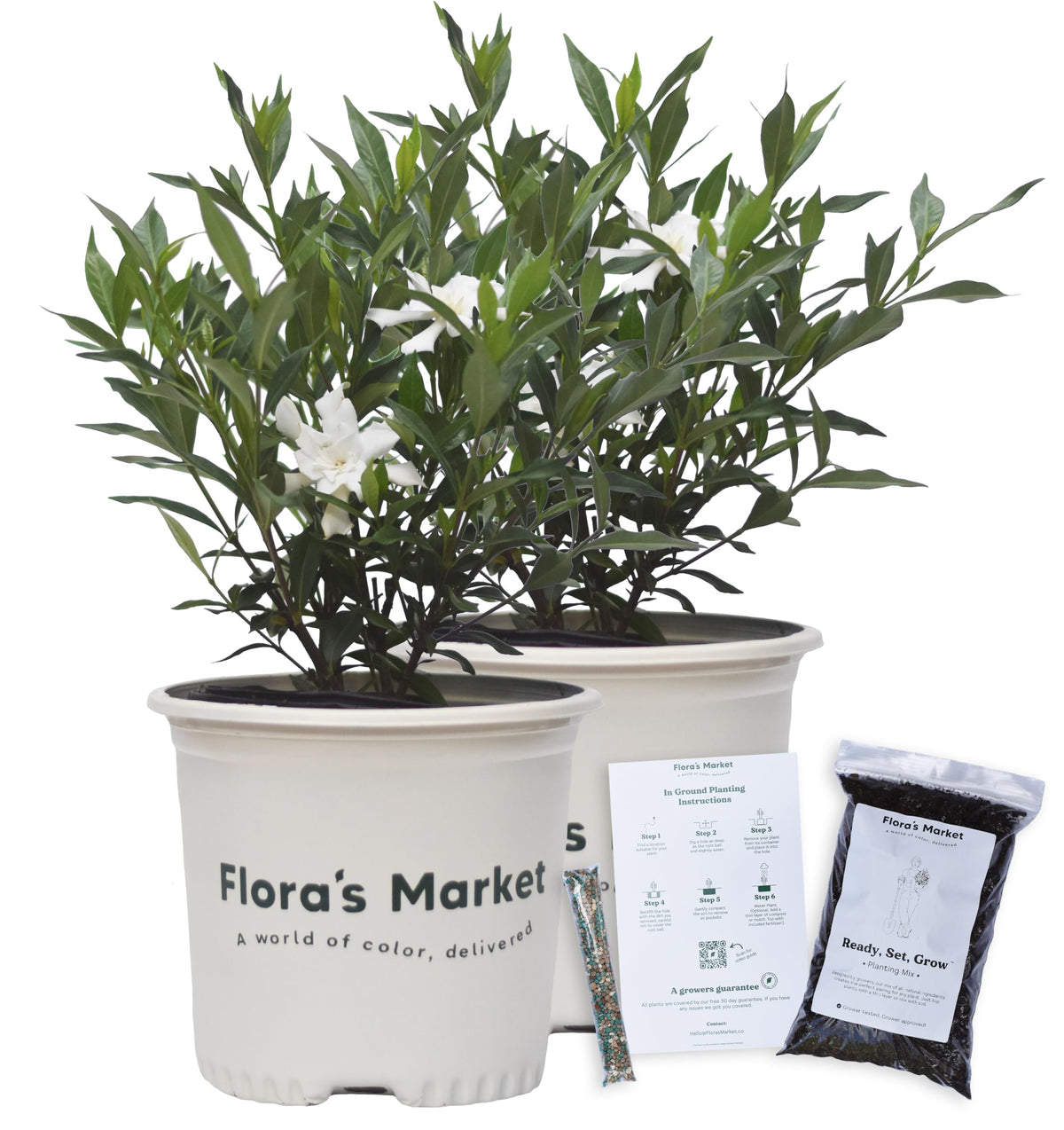 Frostproof Gardenia 1 Gallon L1992
