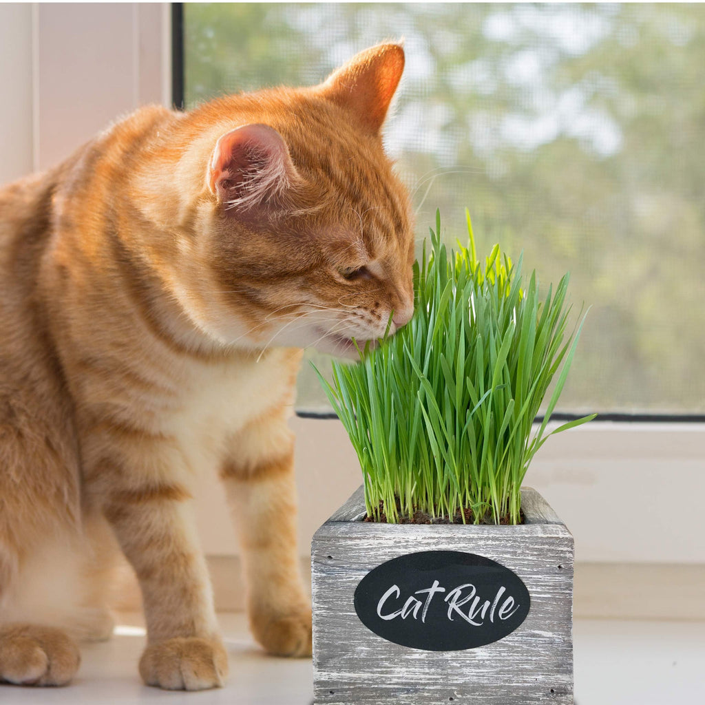 Organic Wheatgrass Seed & Soil Cat Grass Kit R82342