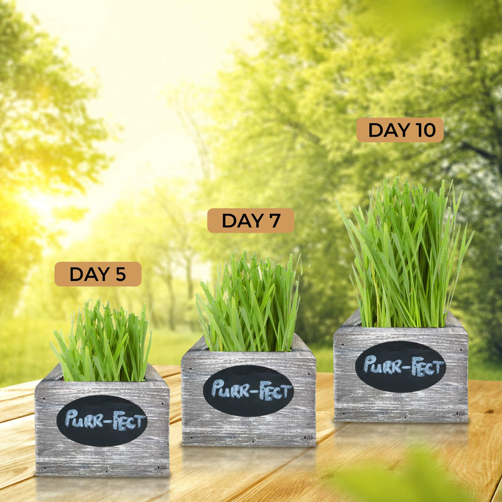 Organic Wheatgrass Seed & Soil Cat Grass Kit R82342